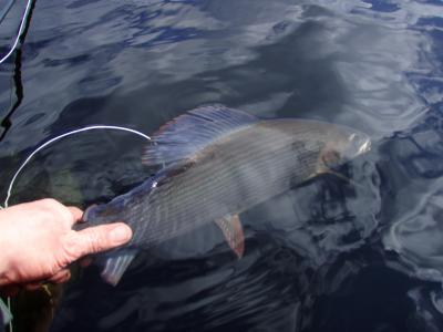 Harr 1.7 kg
